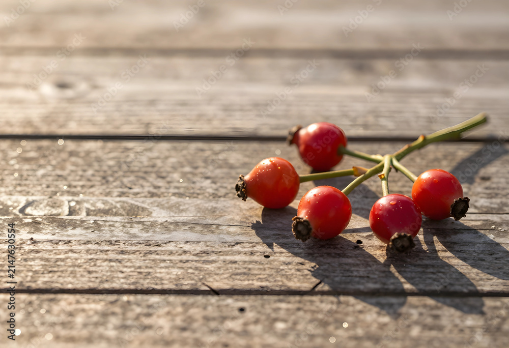 Obraz premium Fresh red rose hips with water drops on a rustic wooden table in warm sunlight autumn harvest and natural health, this image concepts of autumn harvest natural health and traditional herbal