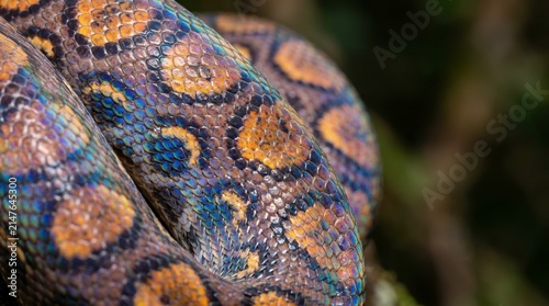Vibrant Scales of a Colorful Snake in Natural Habitat