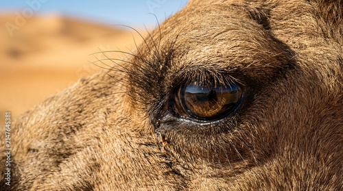 Close-Up View of Camel Eye in Sandy Desert Environment