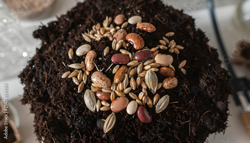 Top view of various crop seeds, grains and beans placed on dark fertile soil mound for planting