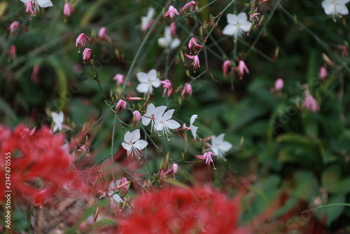 Fotografie 秋の花、ガウラ。