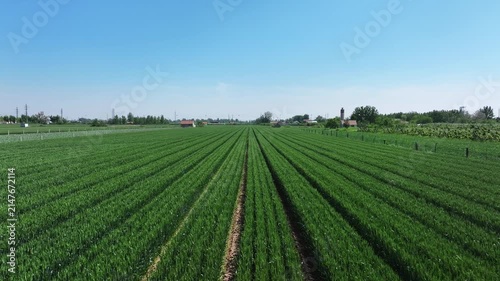 Aerial view of neatly arranged green crops in agricultural farmland under clear blue sky