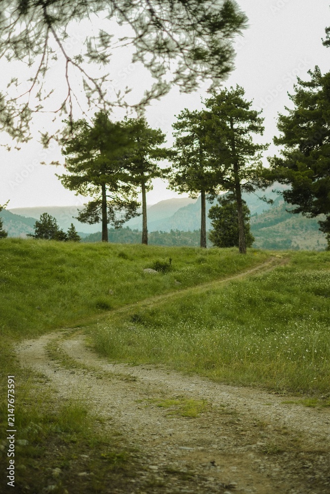 Obraz premium Forest
