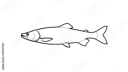 Simple fish line drawing on white background.