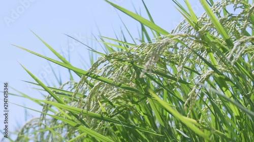 稲　稲穂	