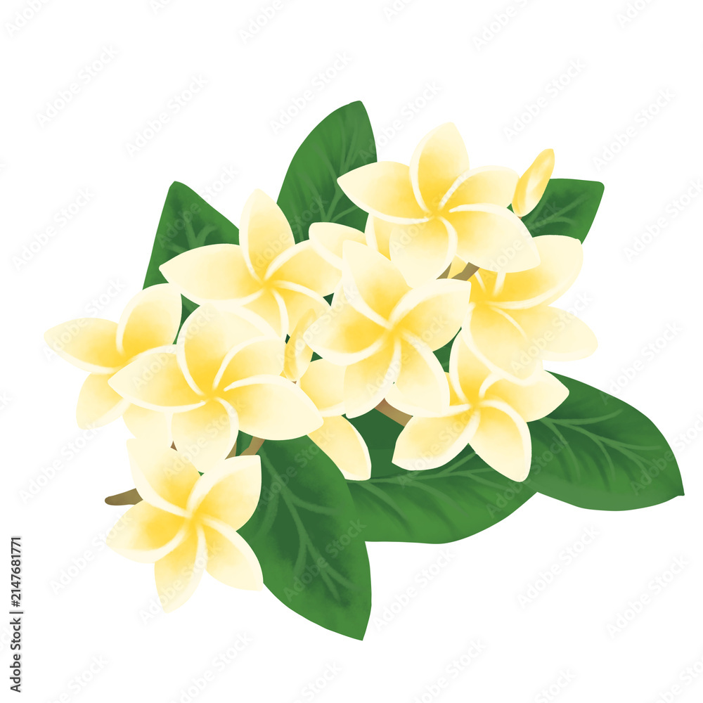 Obraz premium yellow frangipani flower