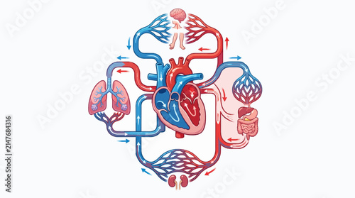 Blood Circulation Pathway Educational Illustration