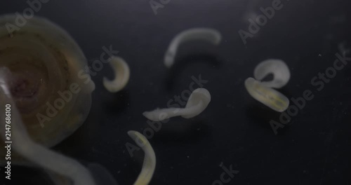 Cestode Larva (Cysticercus) and Strongyloides ratti Parasites in lab.
