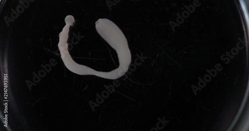 Cestode Larva (Cysticercus) and Strongyloides ratti Parasites in lab.