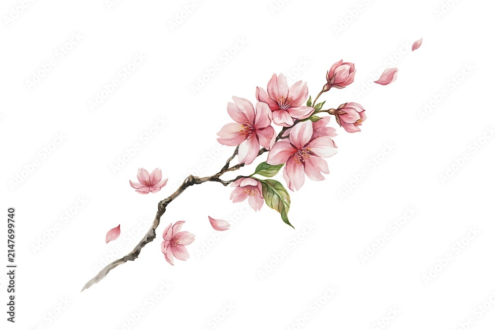 Fototapeta premium Watercolor illustration of a blooming cherry blossom branch with falling petals isolated on a white background