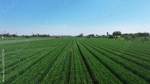 Aerial view of neatly arranged green wheat fields under clear blue sky in rural plain