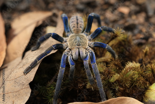 Foto cobalt blue tarantula (Cyriopagopus lividus) ,
iridescent blue legs and light gr
