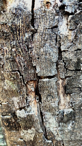 bark of a tree