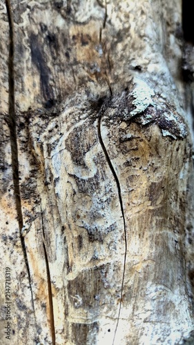 bark of a tree