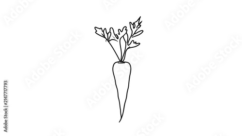 Hand drawn carrot illustration white background.