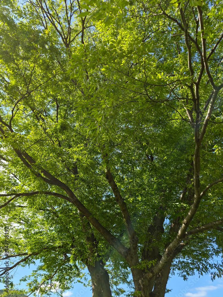 Fototapeta premium It is a large, old zelkova tree.