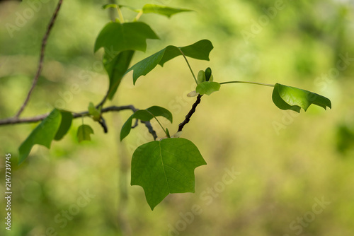 Cuadro en lienzo Botanical close-up of tulip tree highlighting the species' distinctive four-lobed foliage