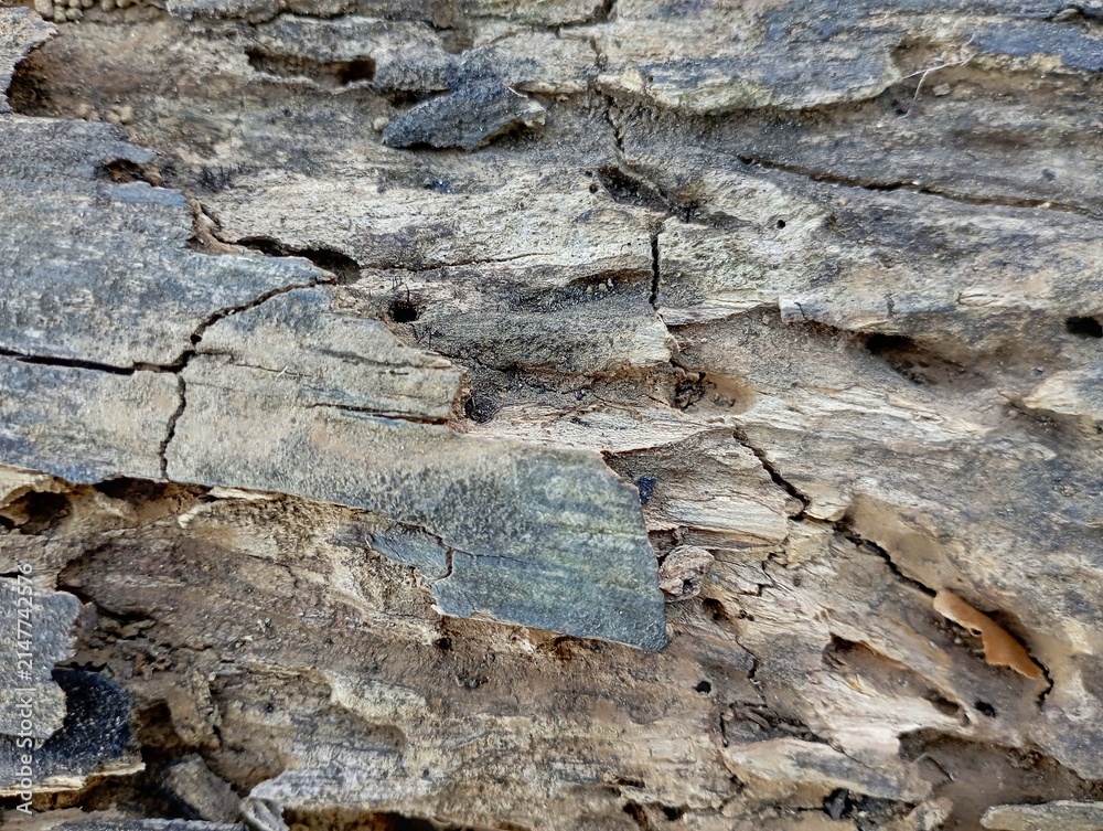 Fototapeta premium Weathered wood shows deep cracks and layered texture