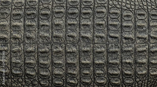 Crocodile skin texture with raised scute plates