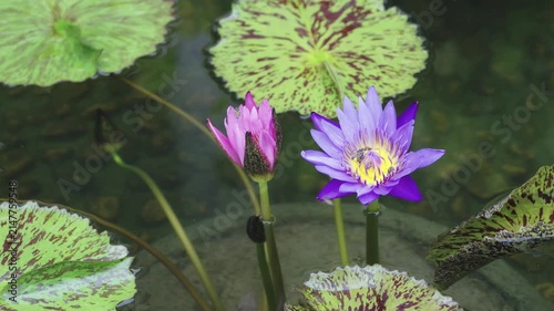 A beautiful purple water lily and pink lotus bud in a tranquil garden pond. Tiny bees pollinate the bright yellow center. Green mottled lily pads float on dark water. Serene nature garden landscape.