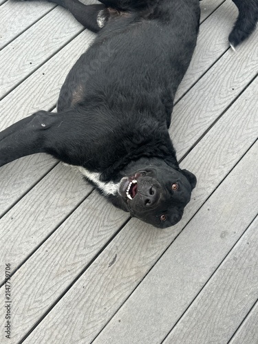 Handsome Dog Relaxing on a Backyard Deck Featuring Adorable Canine Companion and Peaceful Outdoor Living Space