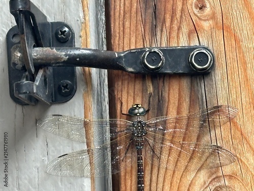 Dragonfly Resting on a Backyard Fence Featuring Detailed Insect Wings, Natural Wildlife and Outdoor Garden Environment