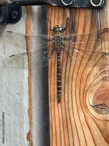 Close-Up of a Dragonfly Resting on a Backyard Fence Featuring Detailed Insect Wings, Natural Wildlife and Outdoor Garden Environment