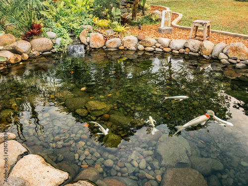 Foto white Koi Fish Swimming in Ornamental Garden Pond