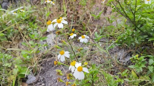 White wildflowers gently swaying in the breeze in a natural meadow