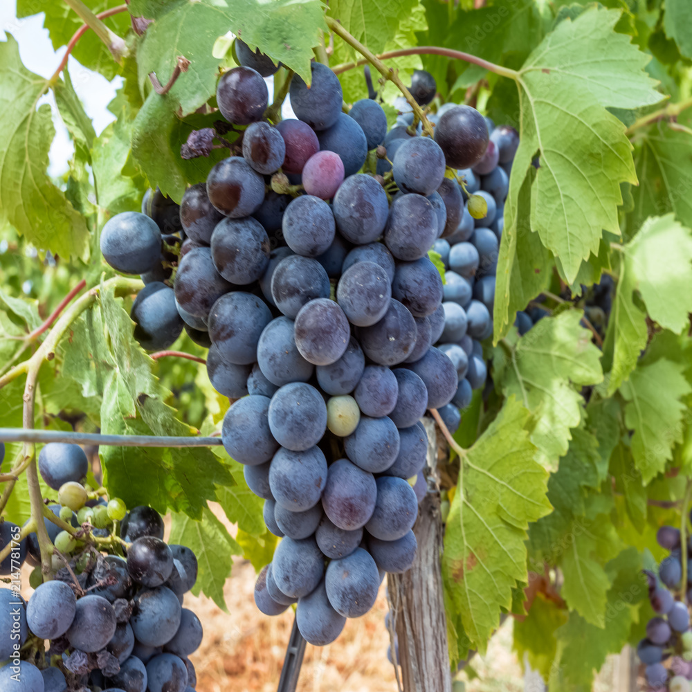 Obraz premium Grappe de raisin