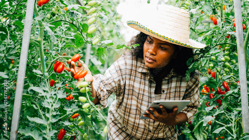 Obraz premium Black woman farmer uses a digital tablet to inspect tomatoes