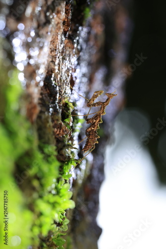 Принти на полотні Moss Mantis (Haania doroshenkoi) is a remarkably small masterfully camouflaged
