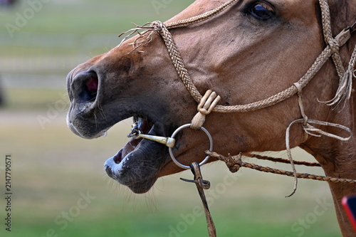 Closeup of horse mouth in Gobi desert, Mongolia