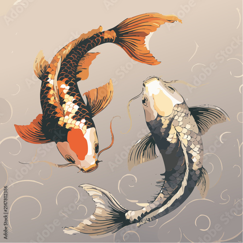 Graceful koi fish swimming in balanced circular motion