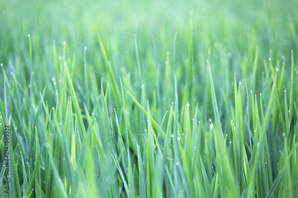 Obraz premium Close-up of fresh green rice plants with water droplets after rainfall in a paddy field. The soft morning light and shallow depth of field create a peaceful natural background, symbolizing agriculture