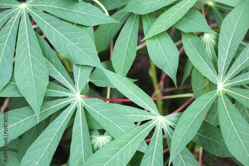 Fotografie A close-up photograph of fresh cassava leaves (Manihot esculenta) growing in a tropical garden