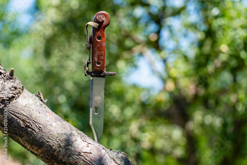Fotografie Vintage soviet bayonet knife with brown bakelite handle stuck into textured tree