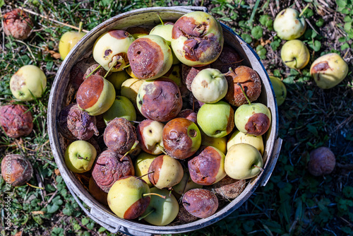 Rotten apples in bucket, closeup. Top down view of bucket filled with rotten and damaged green apples on grass background in summer garden