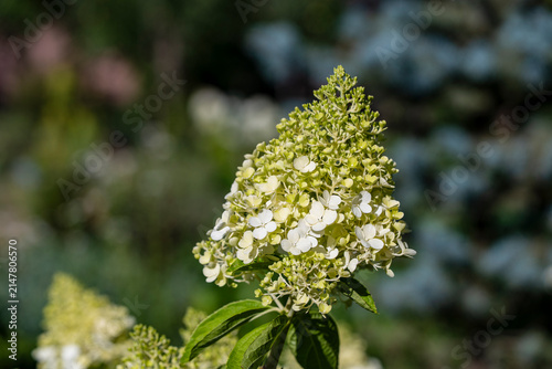 Foto Limelight panicled hydrangea flower closeup