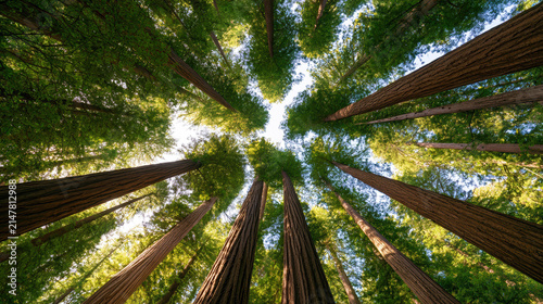 Majestic Redwood Trees Reaching High Into the Clear Blue Sky