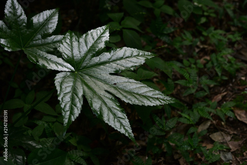 Принти на полотні Close-up of a glossy dark green Fatsia japonica leaf in a shaded forest