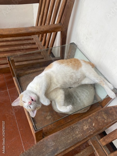 Foto Calm cat curls atop glass table, resting peacefully