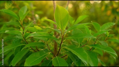 Close up of vibrant green leaves swaying in the wind with soft golden sunlight in a natural setting