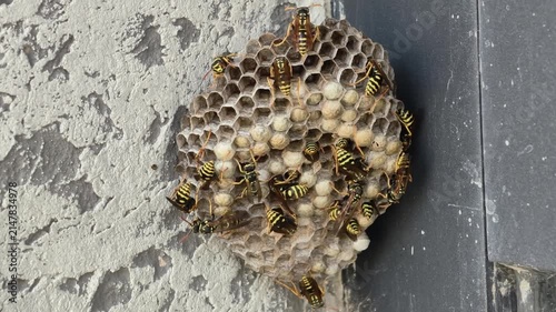 Colony of paper wasps building a honeycomb nest on a wall, caring for larvae in the hexagonal cells, and working together in their natural outdoor environment