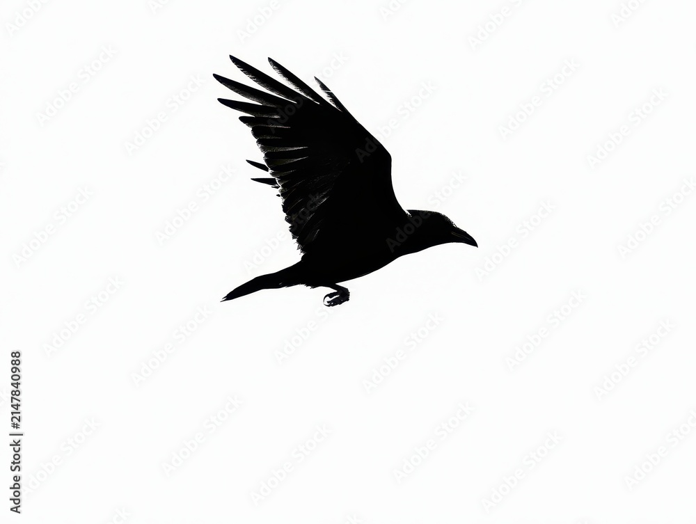 Obraz premium Silhouette of a crow in flight isolated on white background