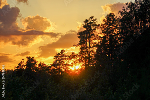 sunset in the forest