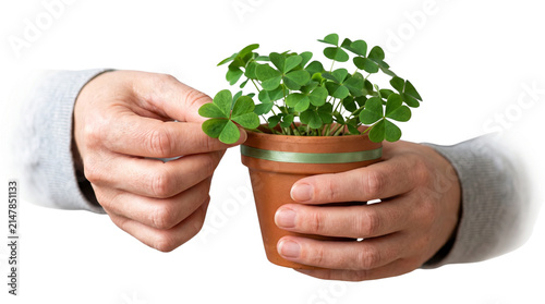 Green clover plant in terracotta pot held by hands, fresh shamrock leaves for St. Patrick's Day, lucky four leaf clover symbol on white background