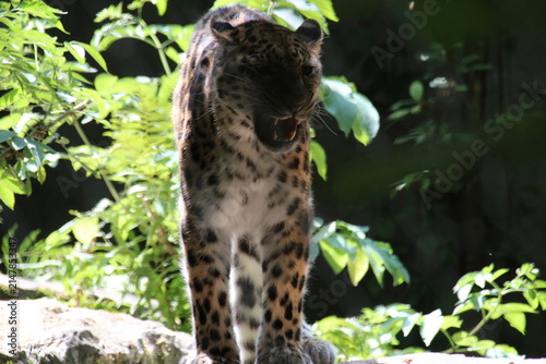 amur panther in a zoo in mulhouse in france 