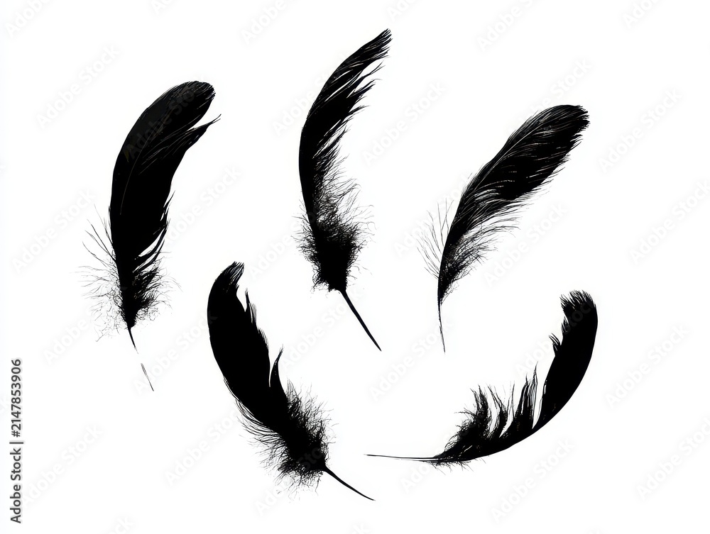 Naklejka premium Collection of black bird feathers isolated on white background