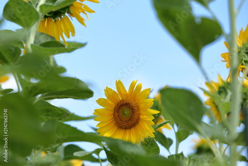 日本の夏の風景 満開のひまわりと青空 / Full bloom sunflowers under a blue summer sky in Japan